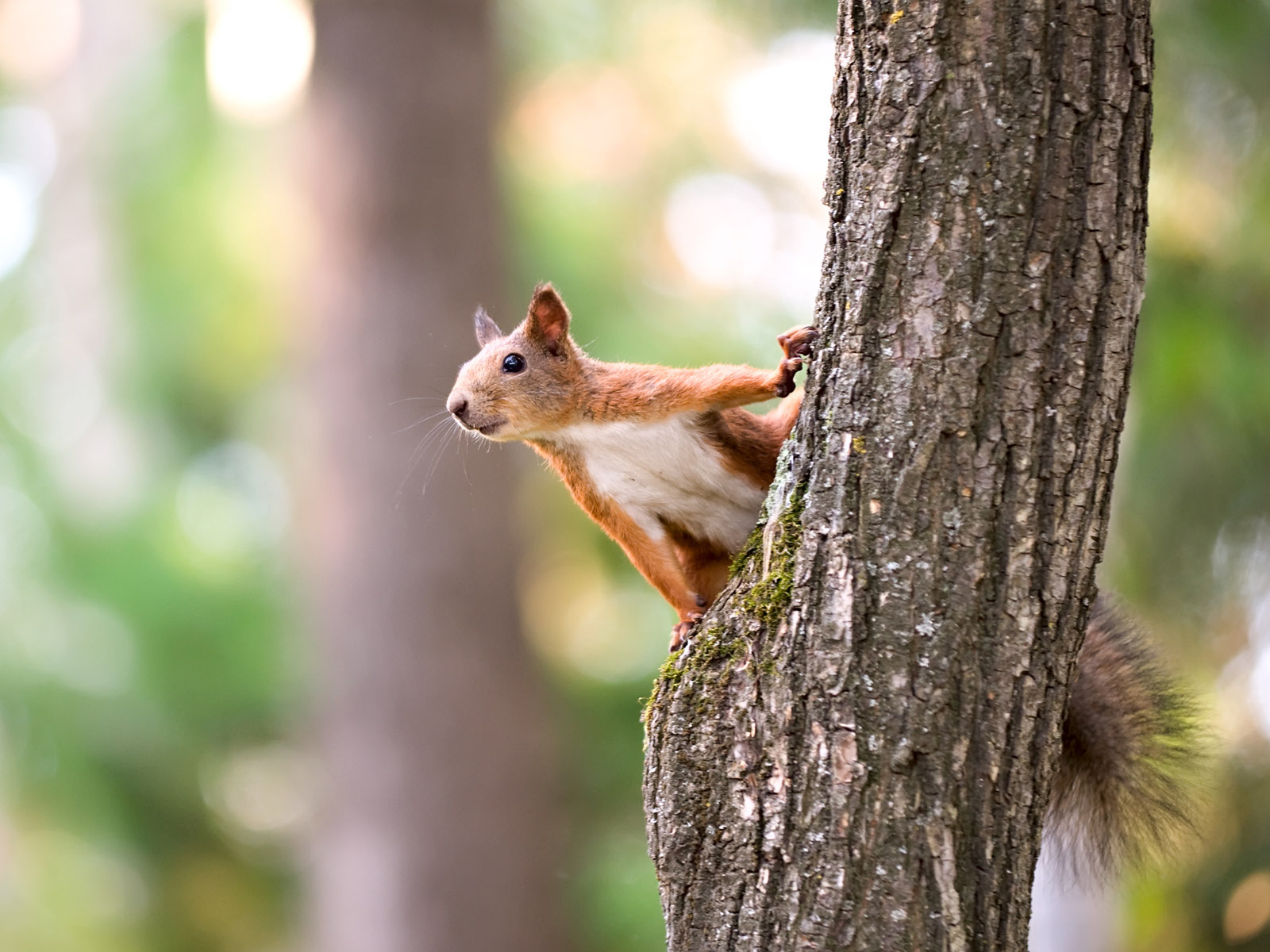 Eichhörnchen sitzt auf einem Baum