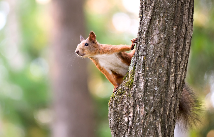 Eichhörnchen sitzt auf einem Baum